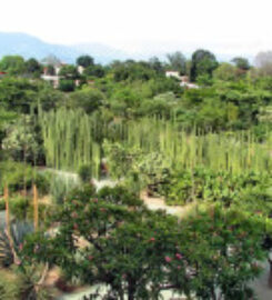 Jardín Etnobotánico